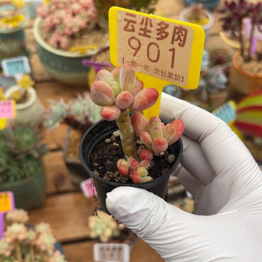 云尘多肉一物一拍901