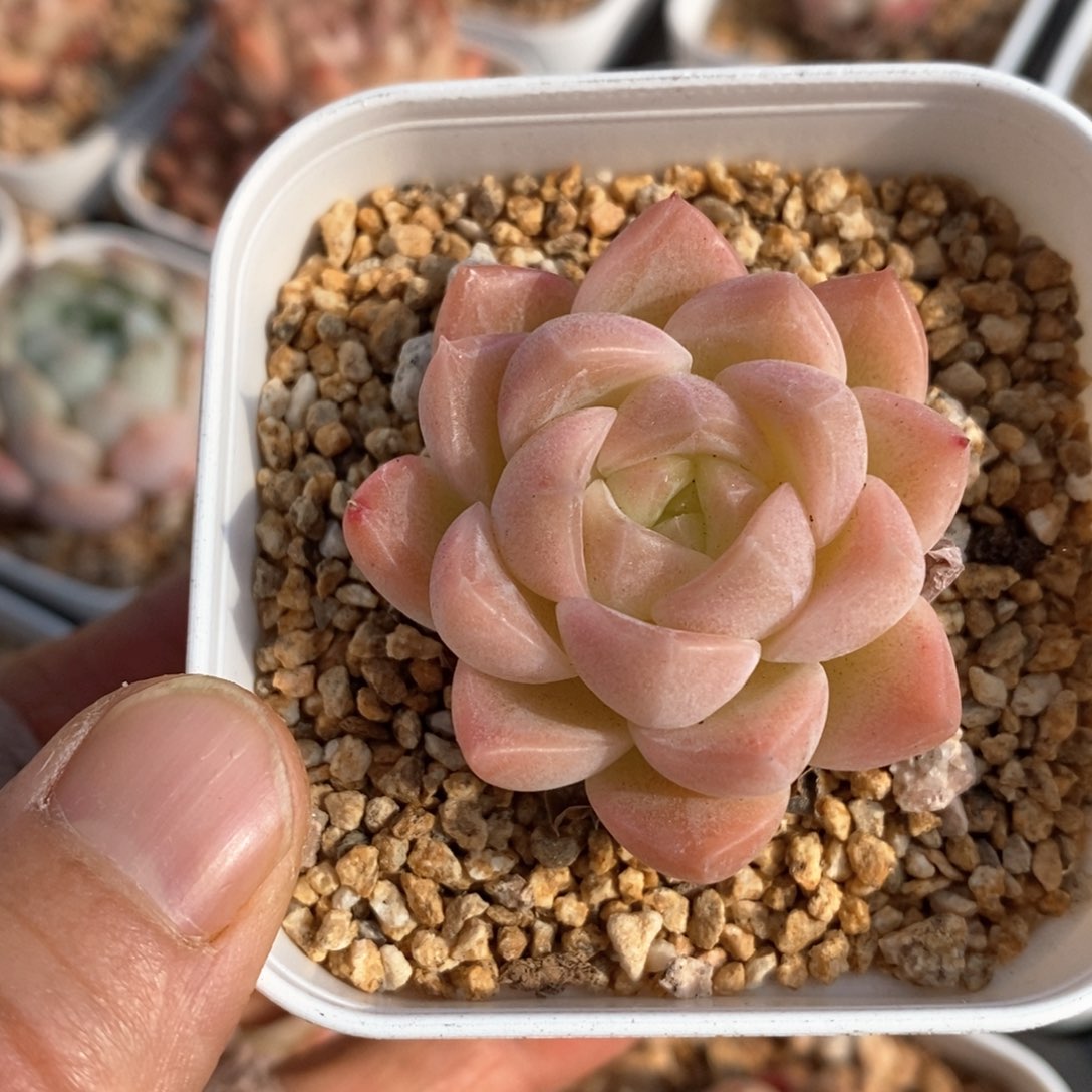 精品多肉一物一拍126