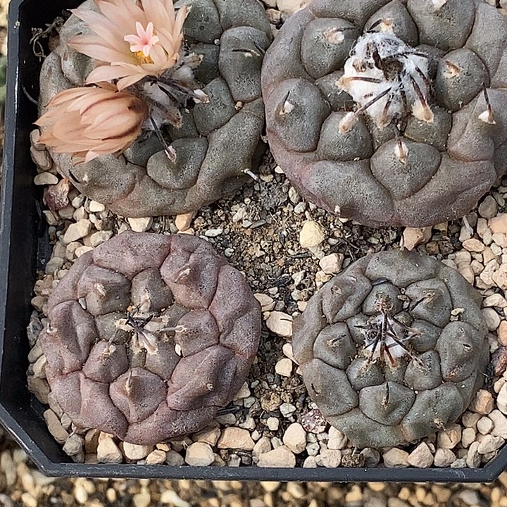 a***a冬云四个一盆带盆发货