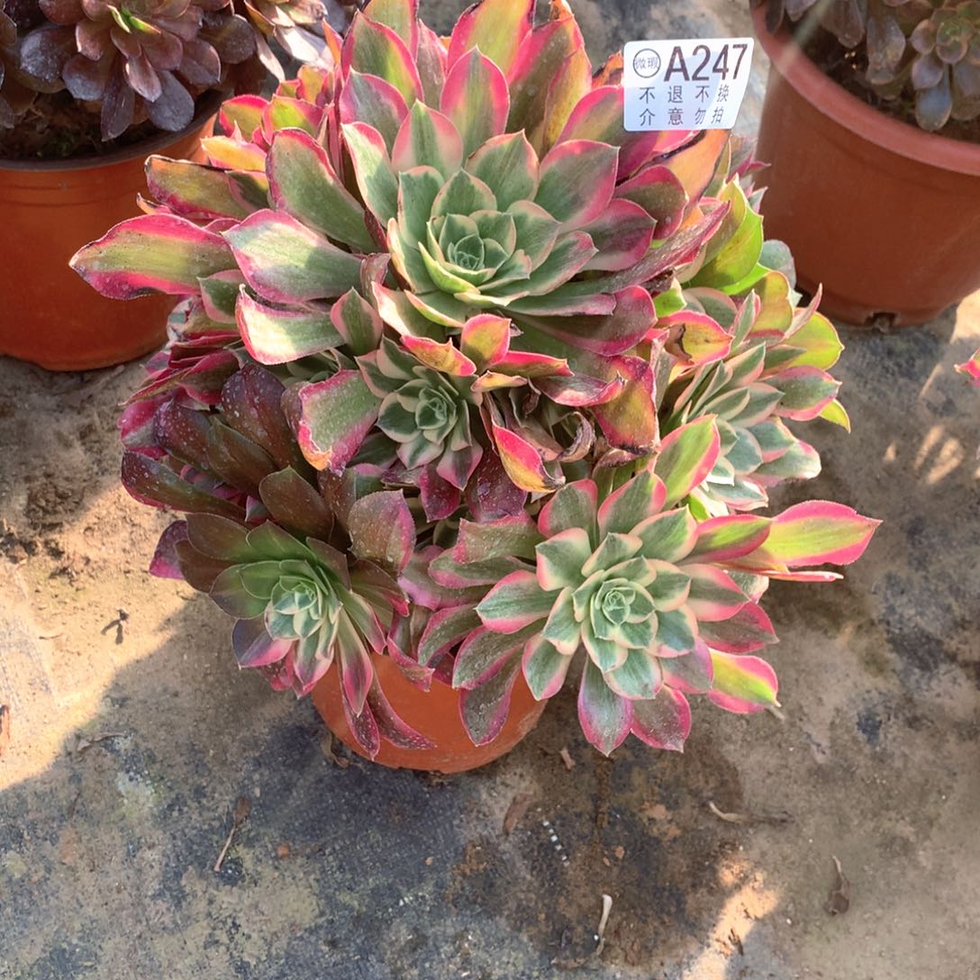 多肉植物 女巫247