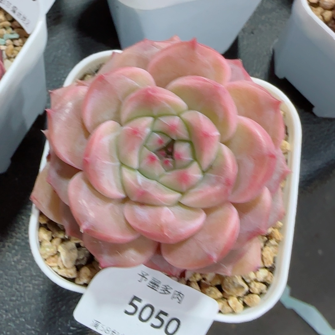 孤品，5050多肉植物