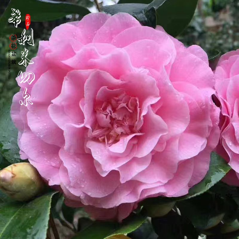 西利米切尔名贵精品茶花稀有品种紫粉色树苗盆栽花期长花大