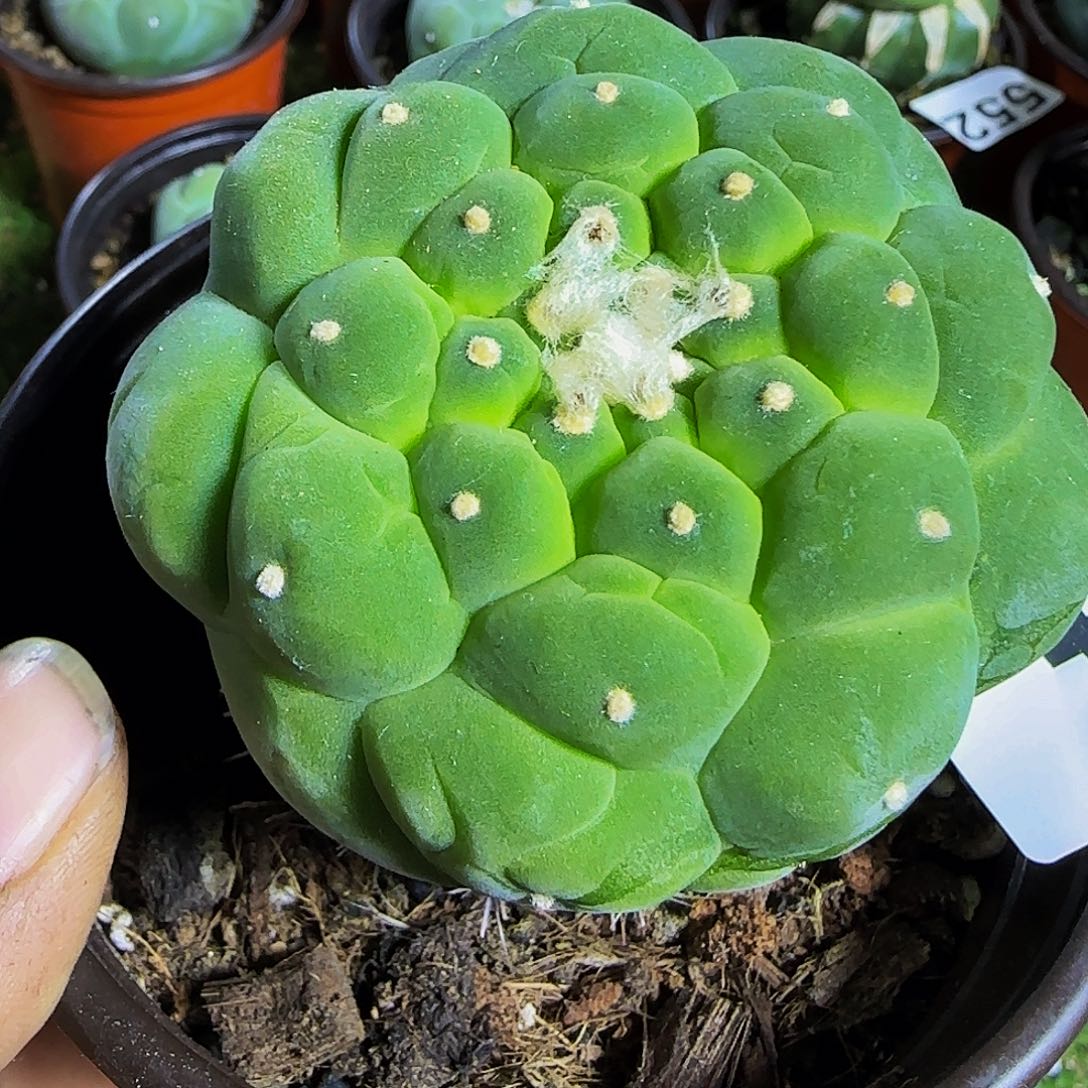 ༄****仙040仙人球开花