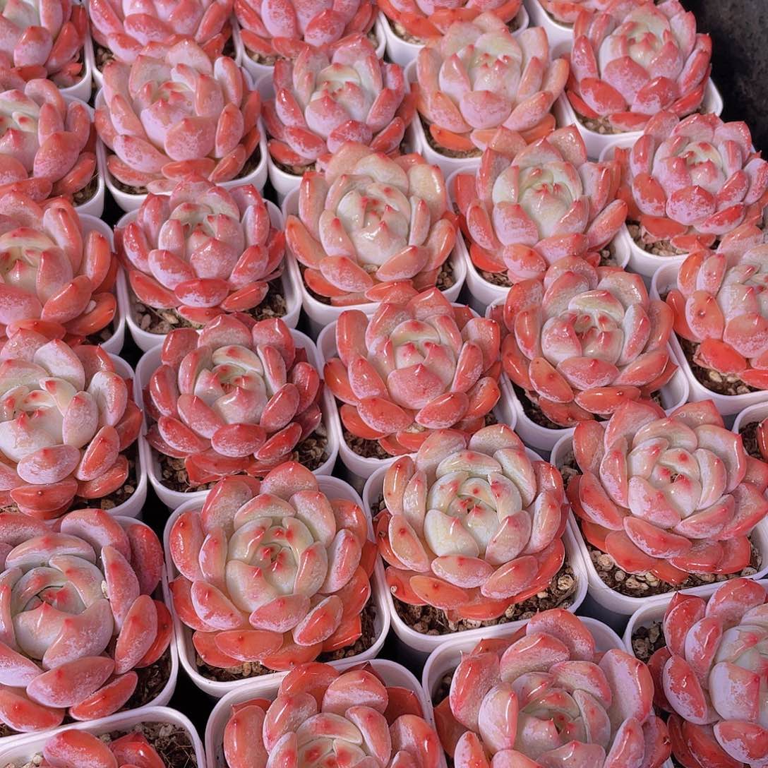 量拍145号 墩墩橙单头2个