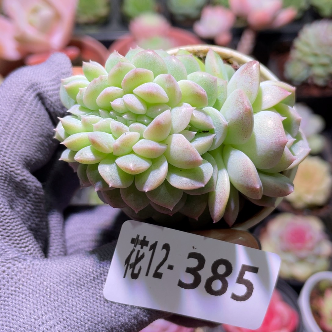 花利美12-385缀化