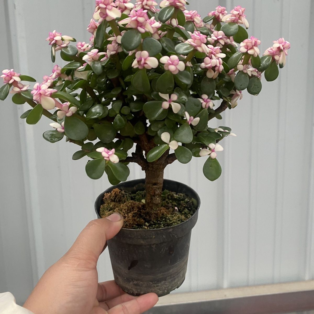 金枝玉叶一颗满15包邮 多肉植物 新手好养好活 阳台庭院必备