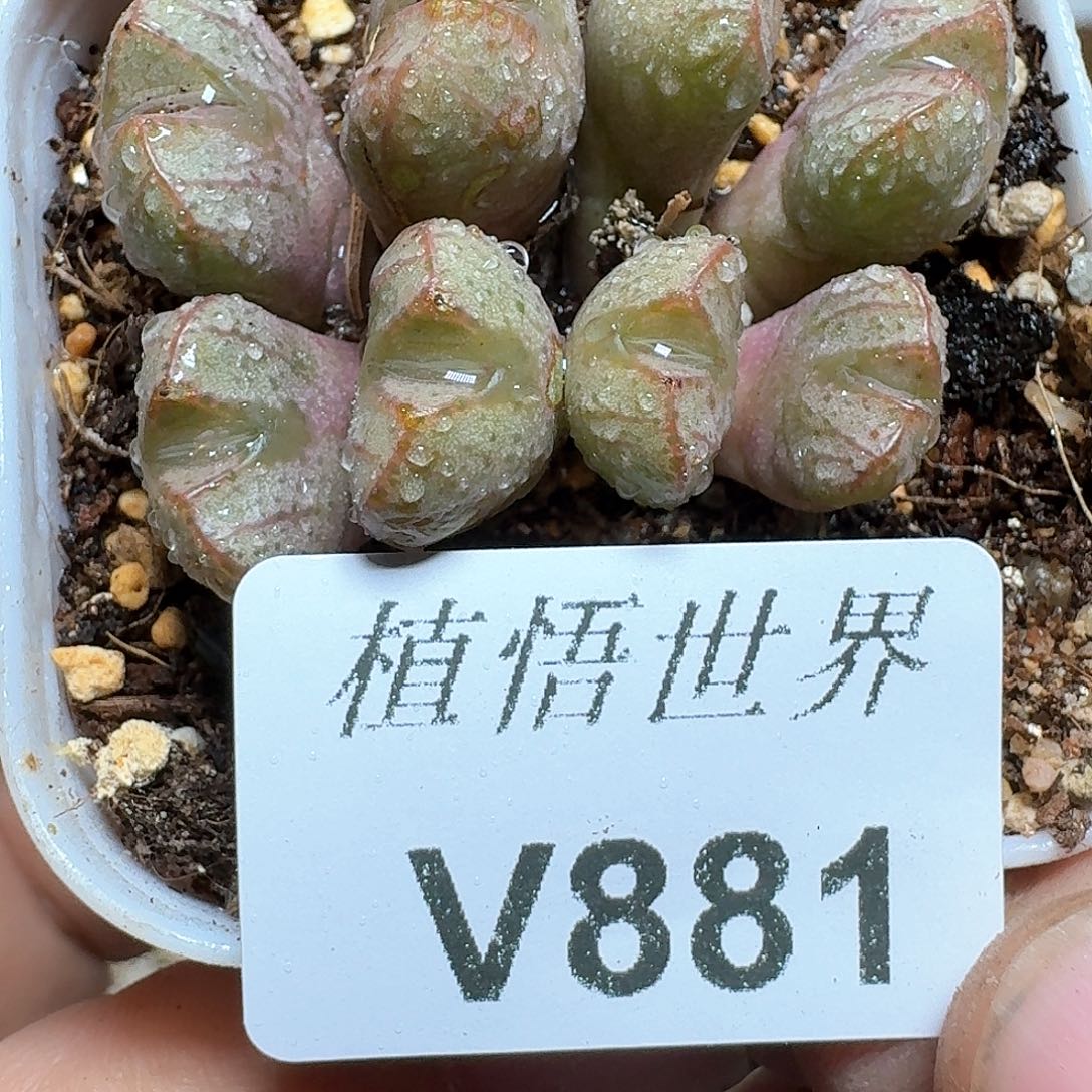 881盒多肉植物哇f g