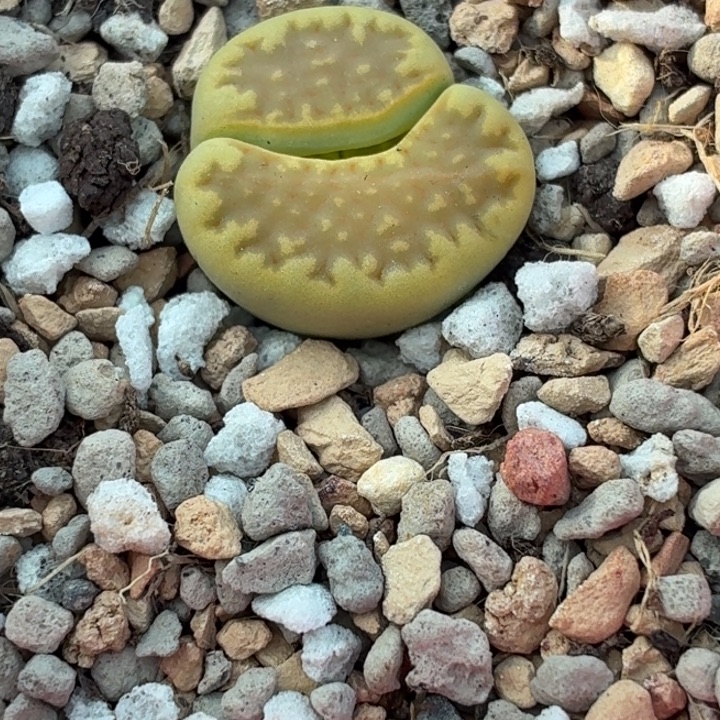 5231c111a黄巴里尺寸1.3cm