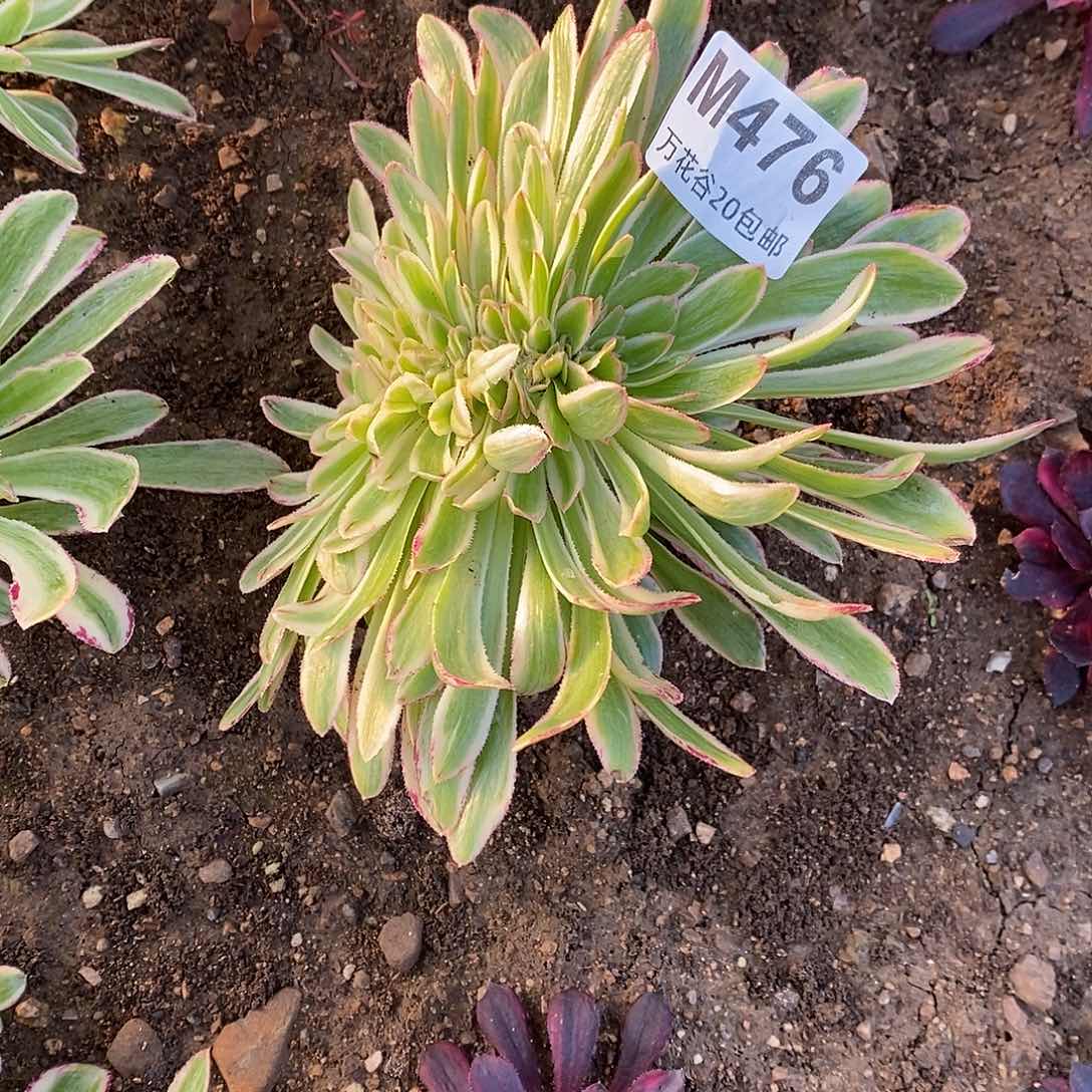 476微锦锦缀有瑕疵无售后多肉植物