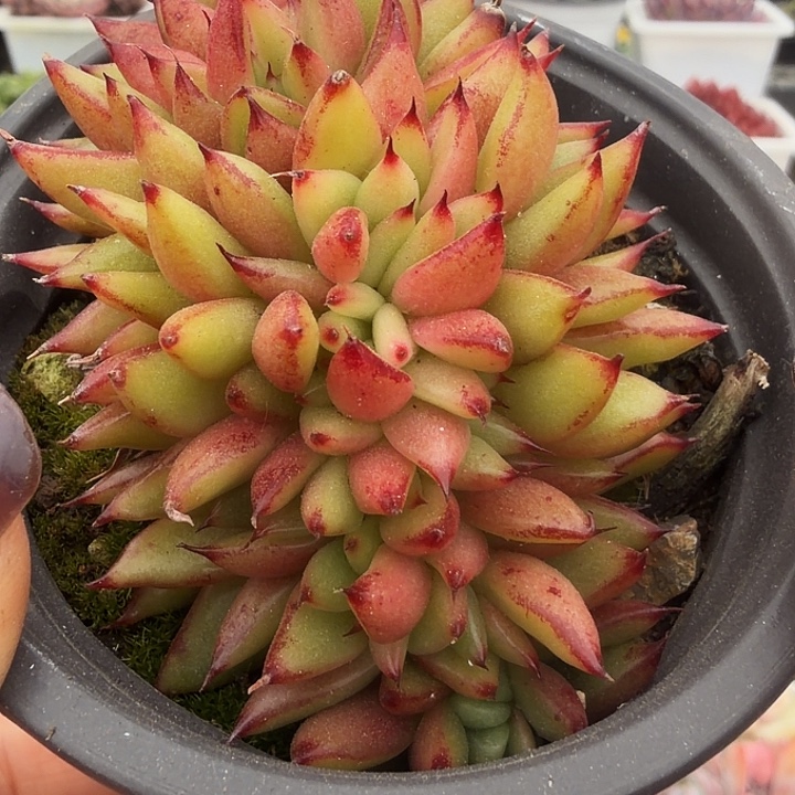 艾克魂缀满12.9包邮