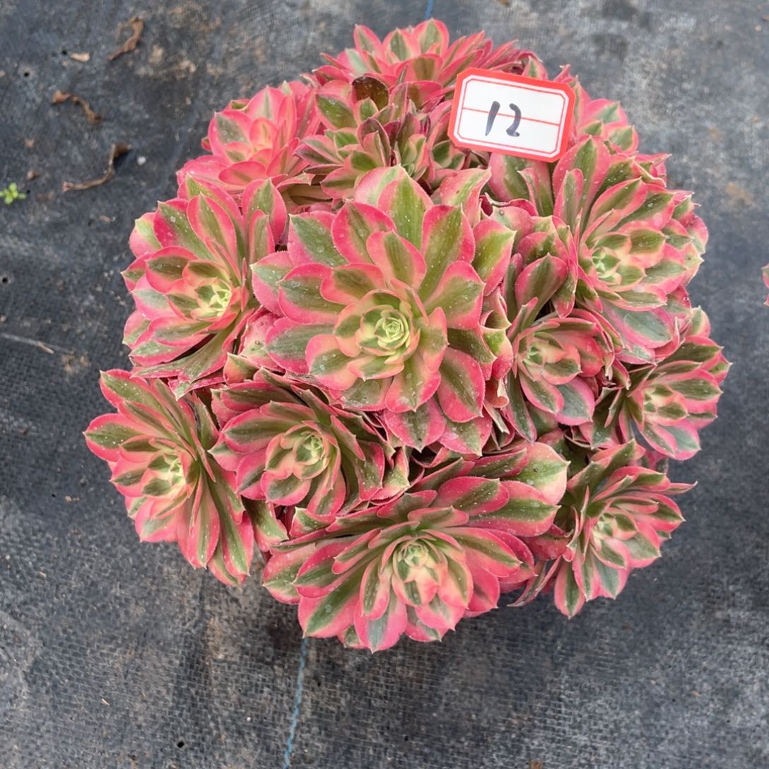 七彩石秀球老桩手捧12