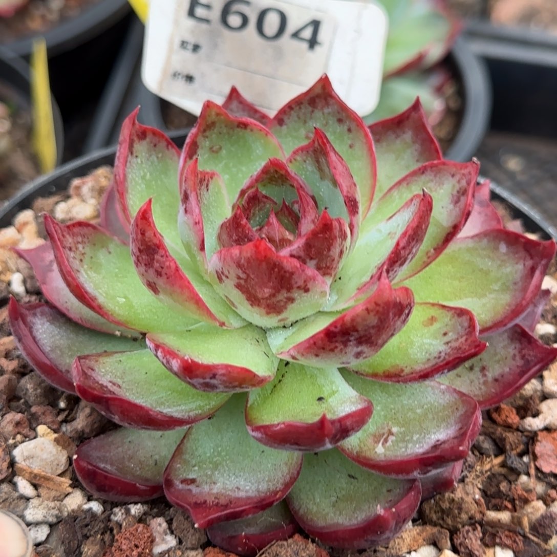 石榴子血斑惊鸿一物一拍包装收缩花旱604