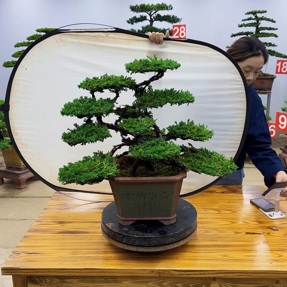 无花朵盆景直播间一物一拍