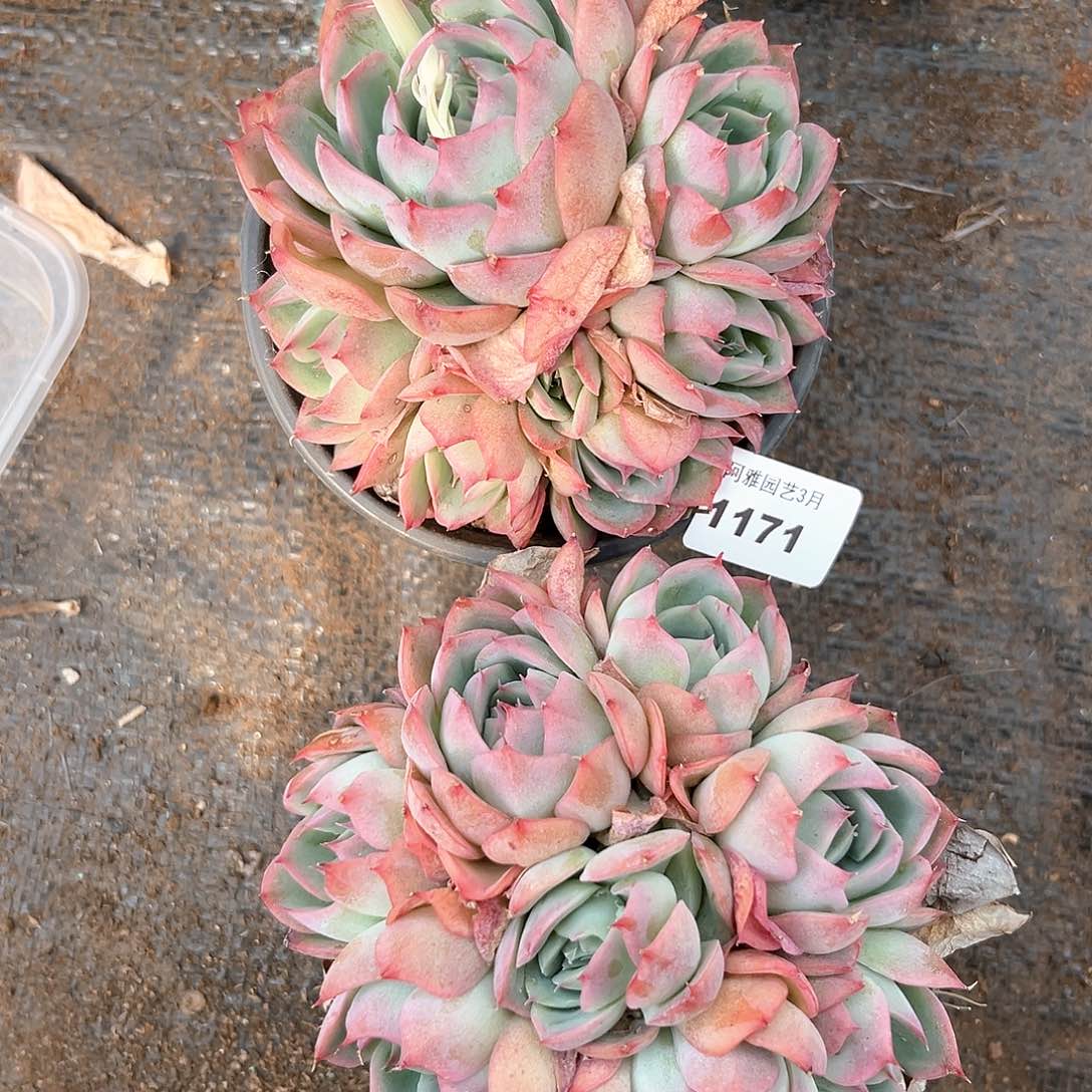 阿雅园艺。    1171