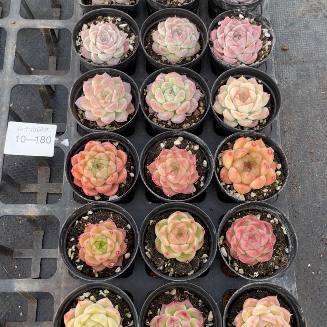 一物一拍18颗10-180