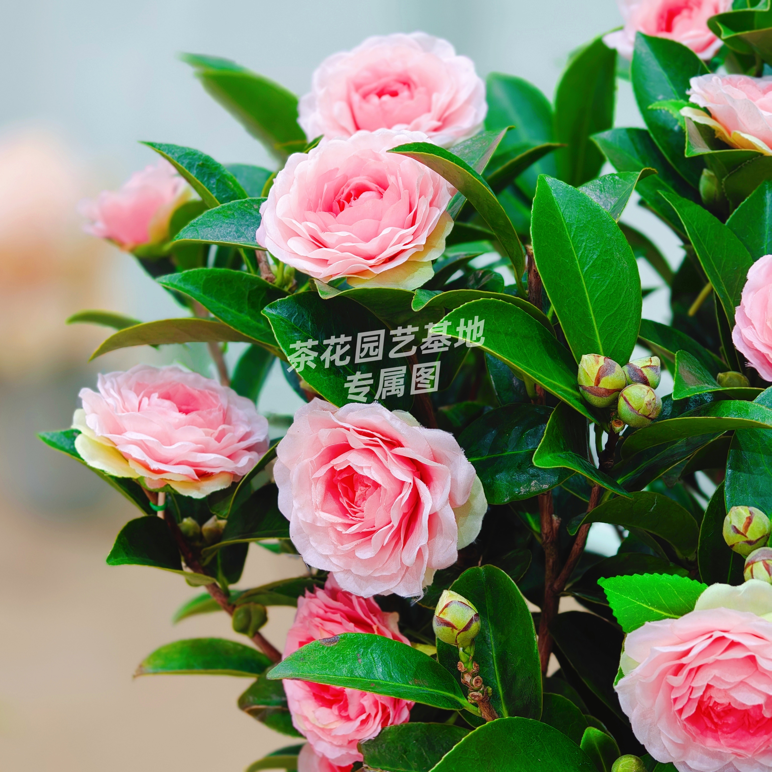 加大加高80cm-1米】香妃山茶花原盆原土带花苞发