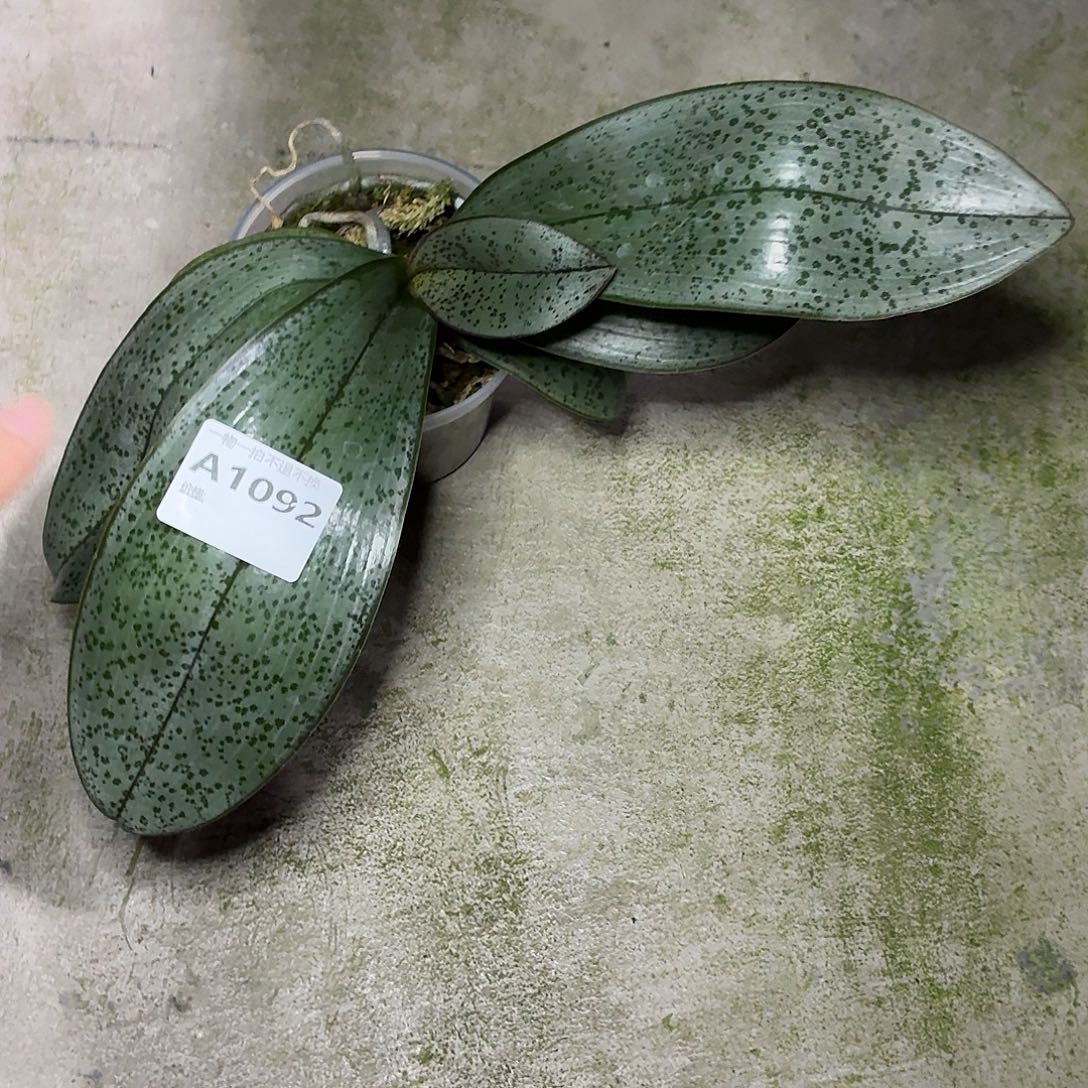 当前无花朵，栽培后可花朵A1092贵族西交玛丽