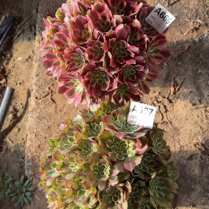 粉女郎加条玺666 667号多肉组合