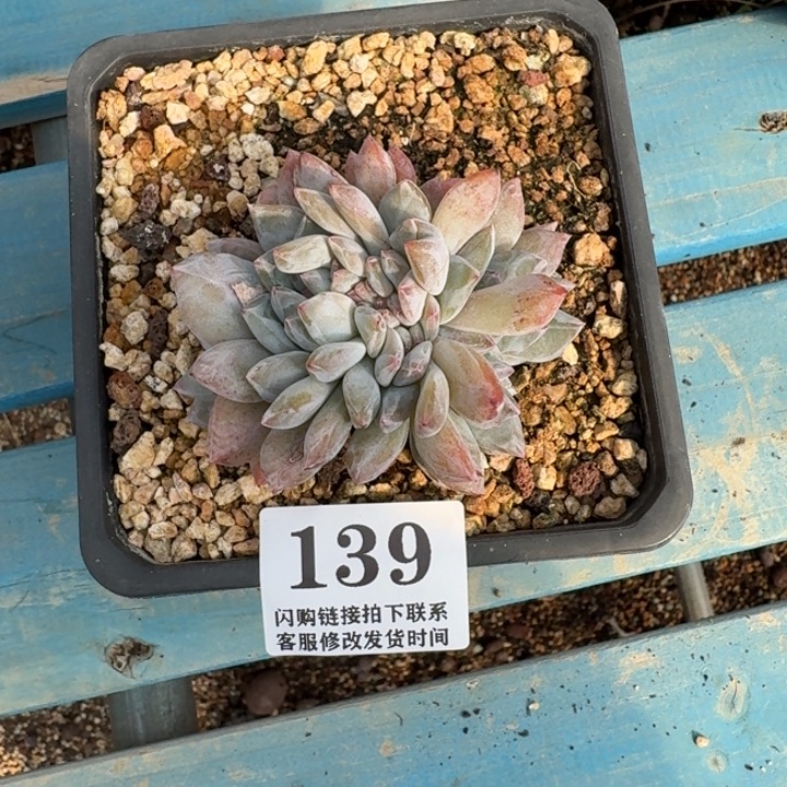 夏***沫139星影缀化7cm左右