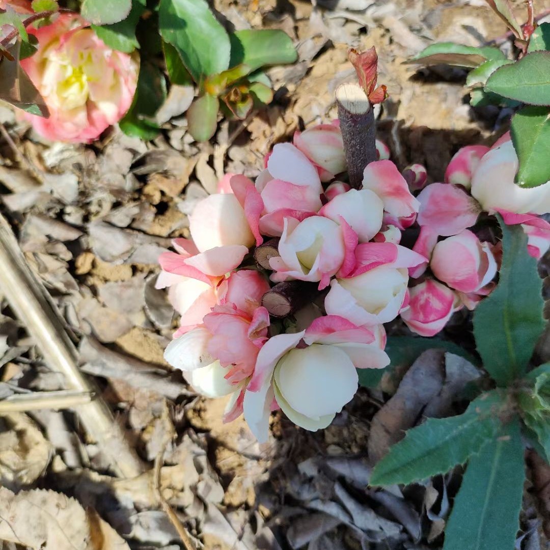 初心海棠原生生装苗