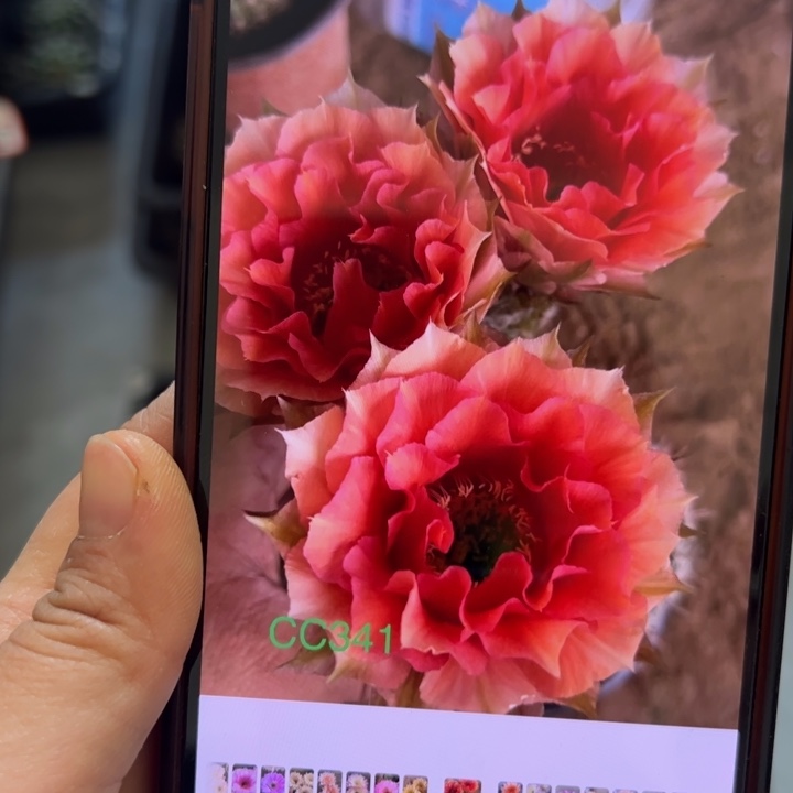 无花朵无根侧芽歪cc341