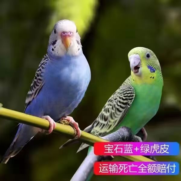 【新疆发货】手养大头顺丰包邮亲人粘人老人小孩可养小鸟