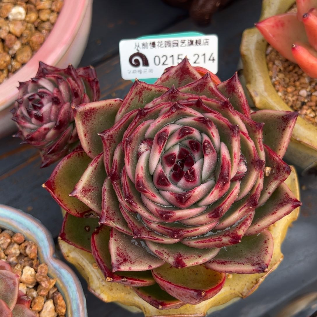 从前慢多肉精选超过0215.214