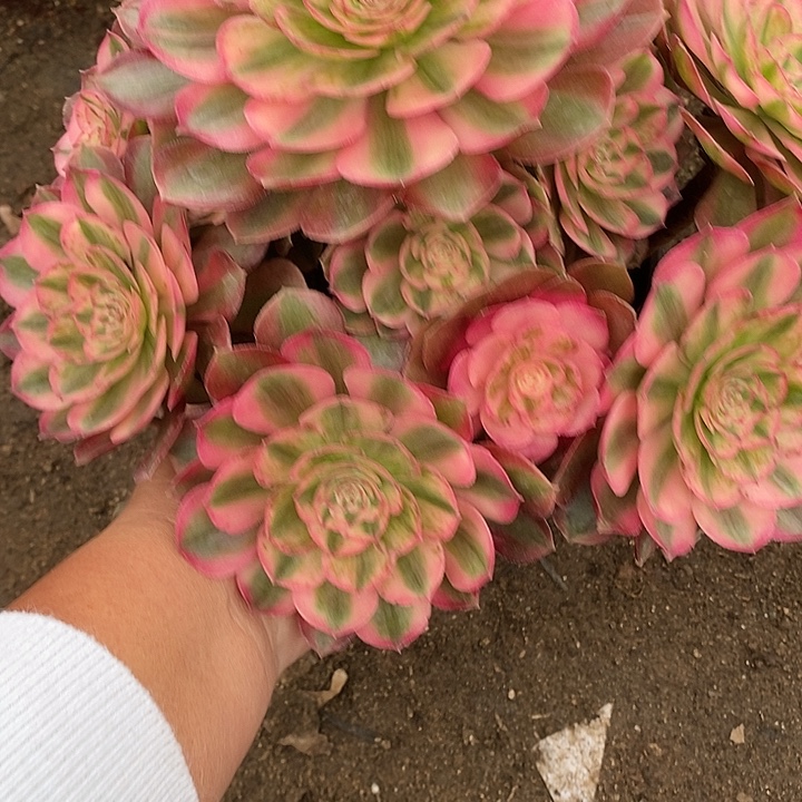 多肉植物火龙果950多肉