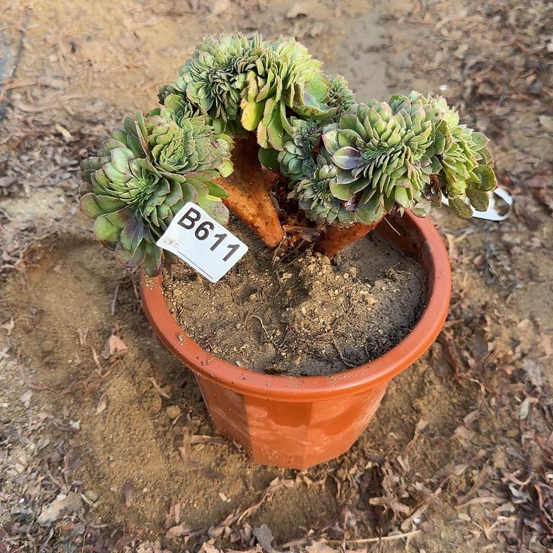 611万缀一颗满28包邮