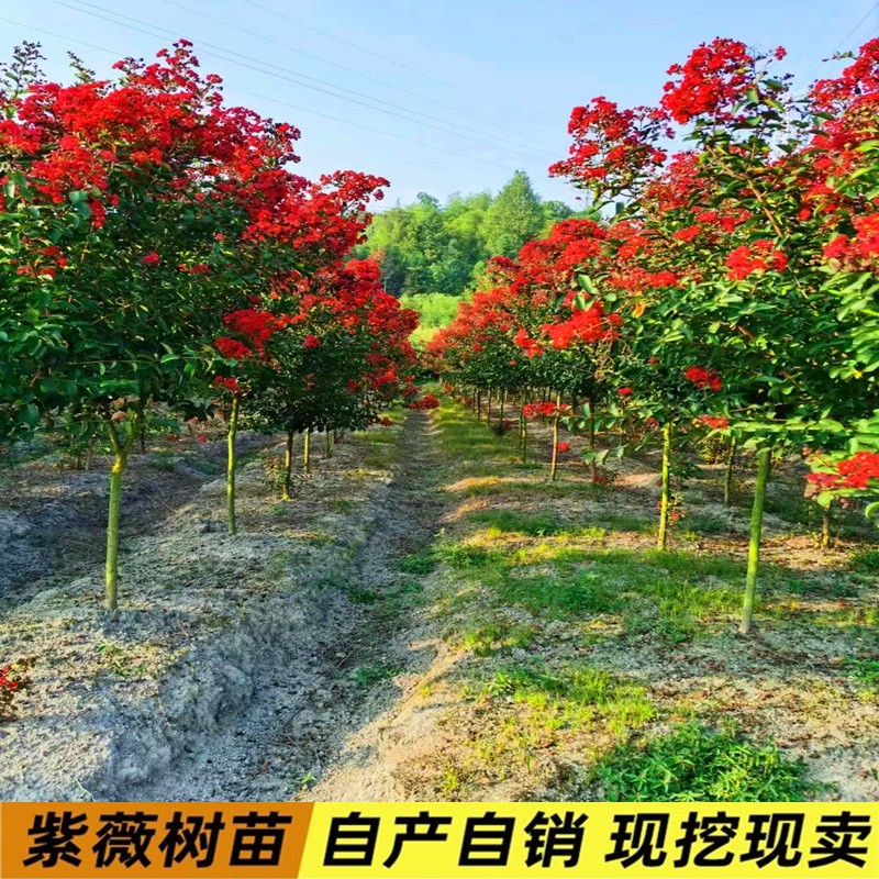 红火箭紫薇花树苗百日红紫薇树大树庭院别墅地栽天鹅绒紫薇树苗