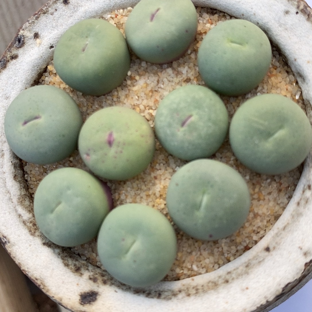 27115小红嘴一组。    