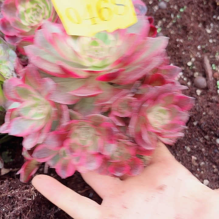 多肉植物云菏0468