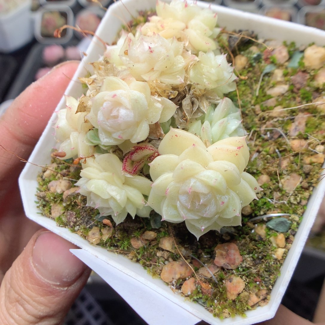 无花朵S117。 yyyyyyy