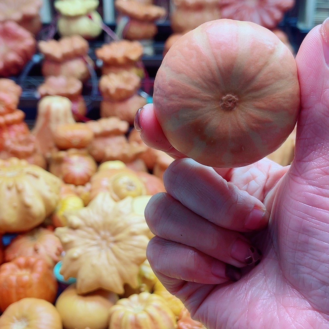 风***莹大叶紫檀（黑酸枝木类）