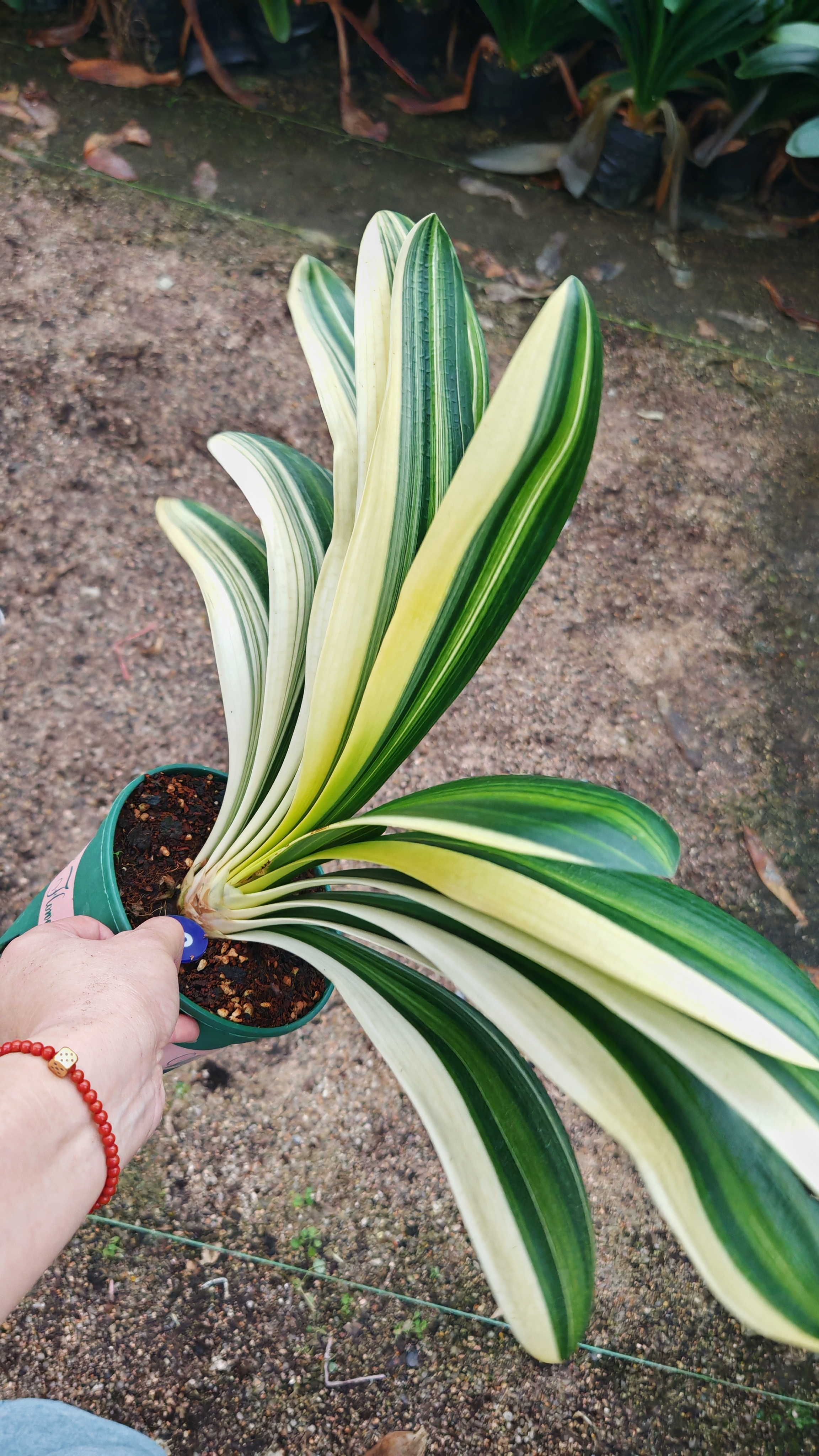 直播效果专享君子兰盆栽室内好养吸甲醛室内高档绿植阳台一物一拍