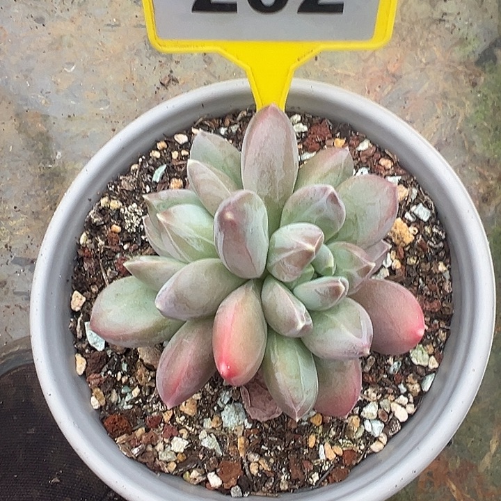 波光一物一拍202.