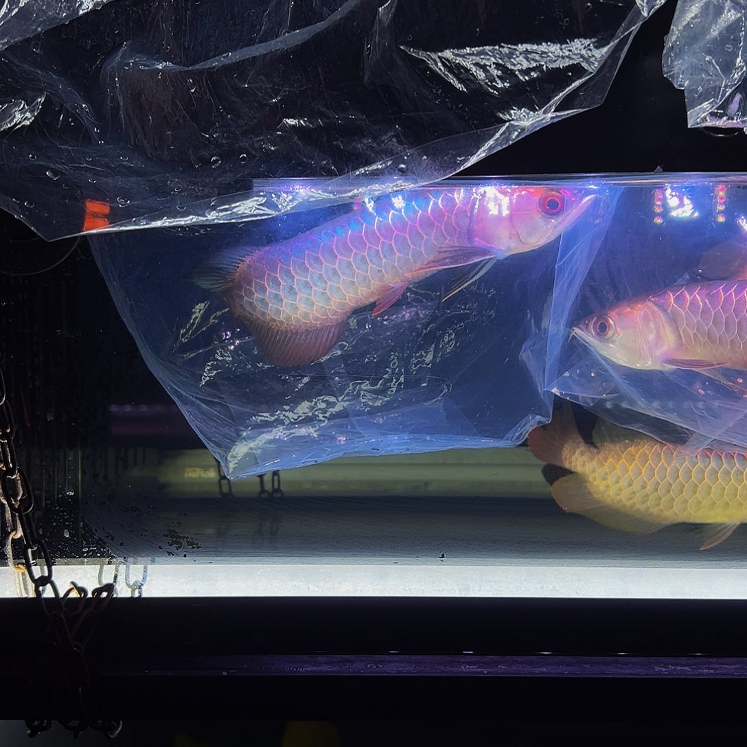 马来西亚古典蓝底过背金龙