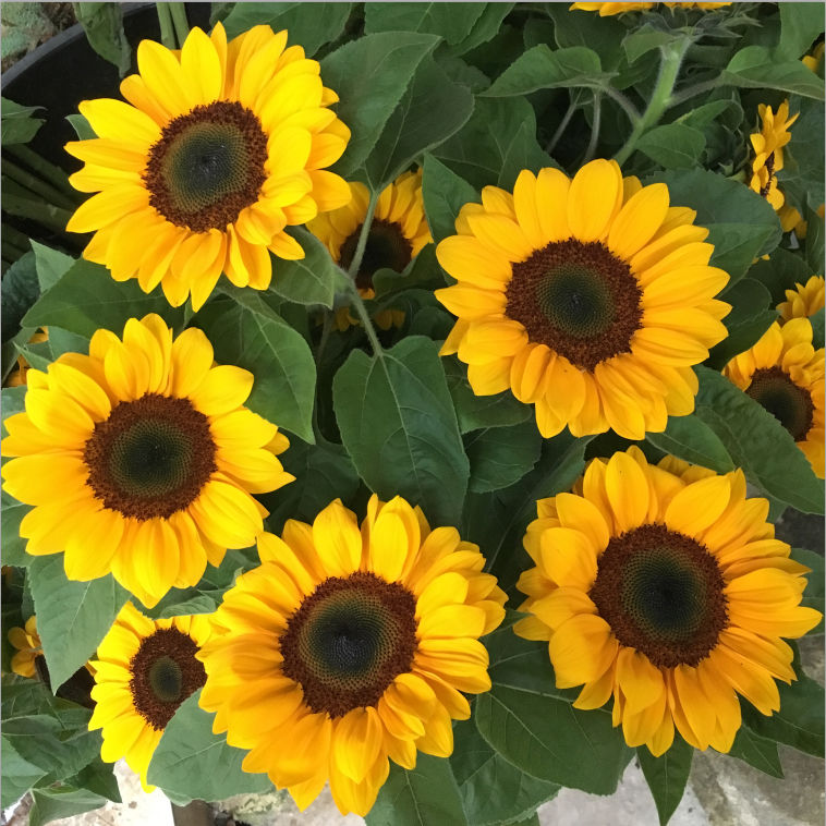 【向日葵】太阳花新鲜鲜花花束云南昆明直发家用水养