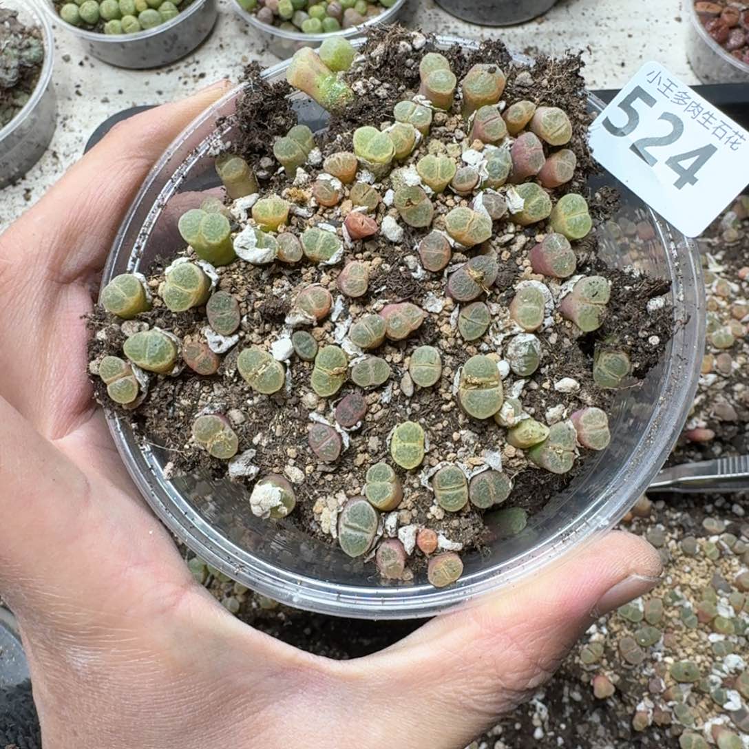 524。风铃一盒多肉植物