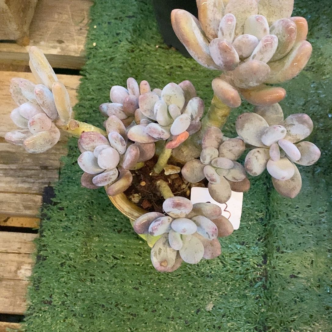 幸***猪多肉植物桃美人1197-3