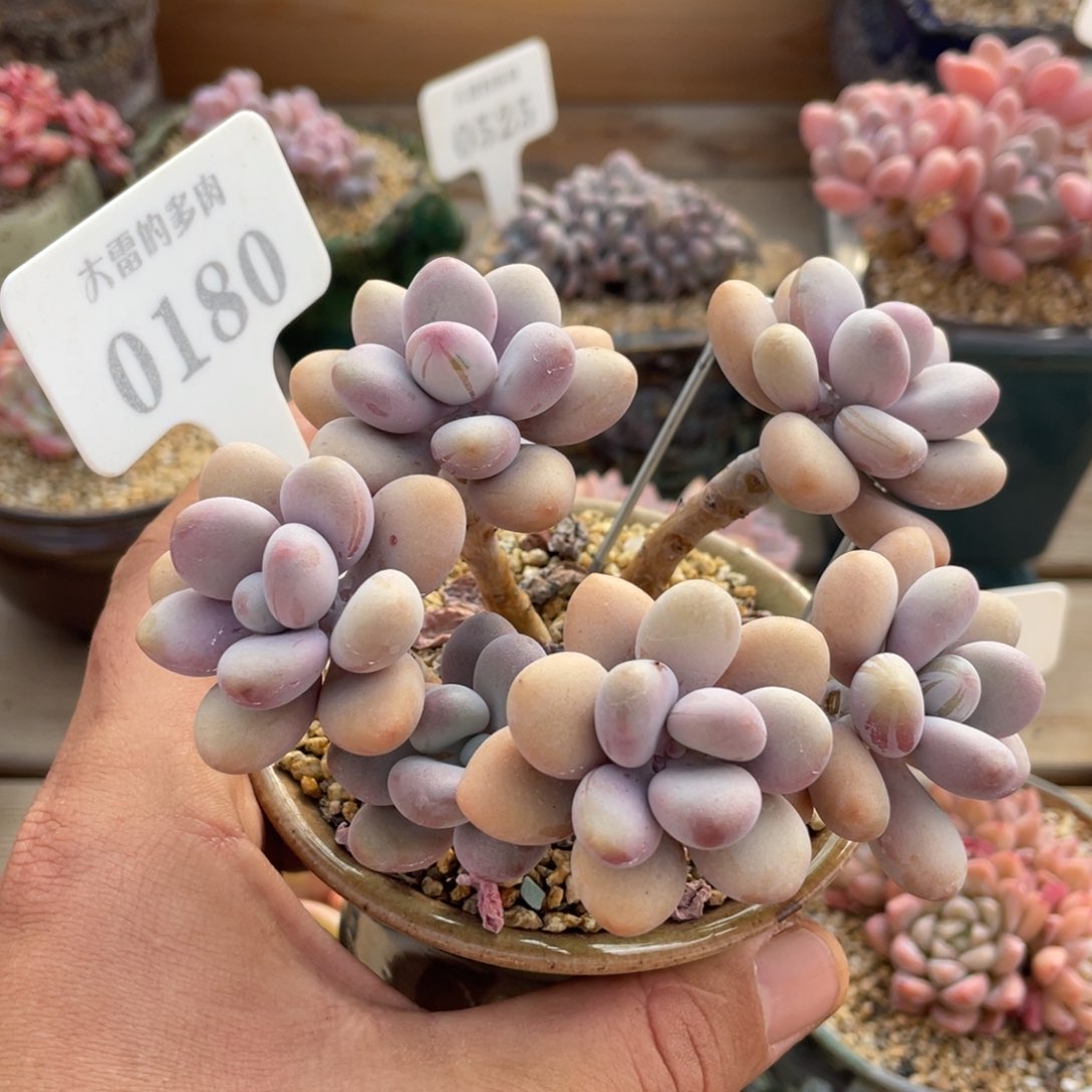 0180桃蛋不带盆12厘米