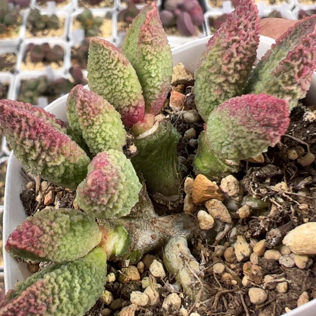 碧彩水泡多肉植物水泡