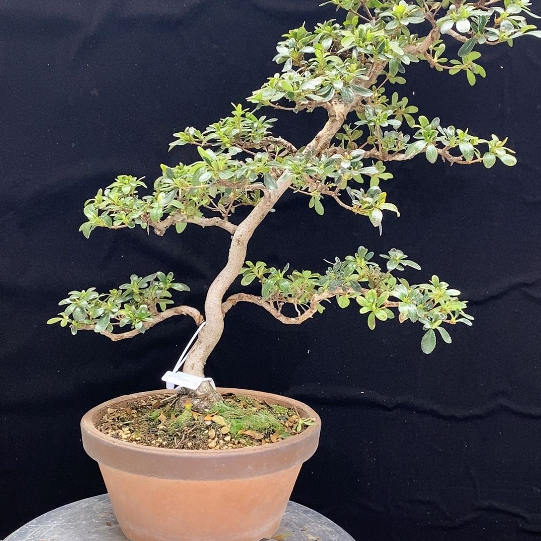 红陶？*？杜鹃花，祭之月