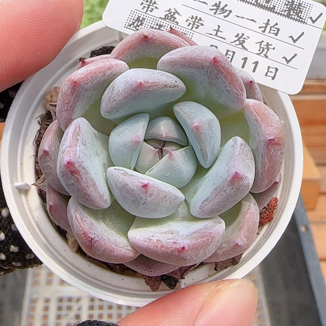 多肉0811-302暗纹系