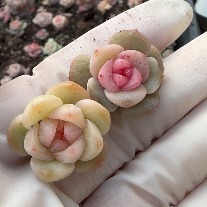 阿***。55 王者系列多肉一盒