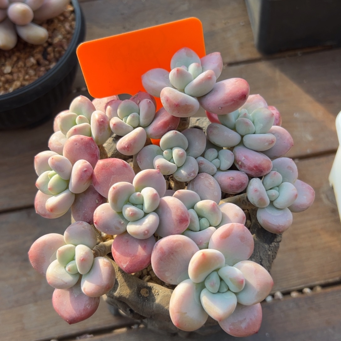 红洛神111111111111111141