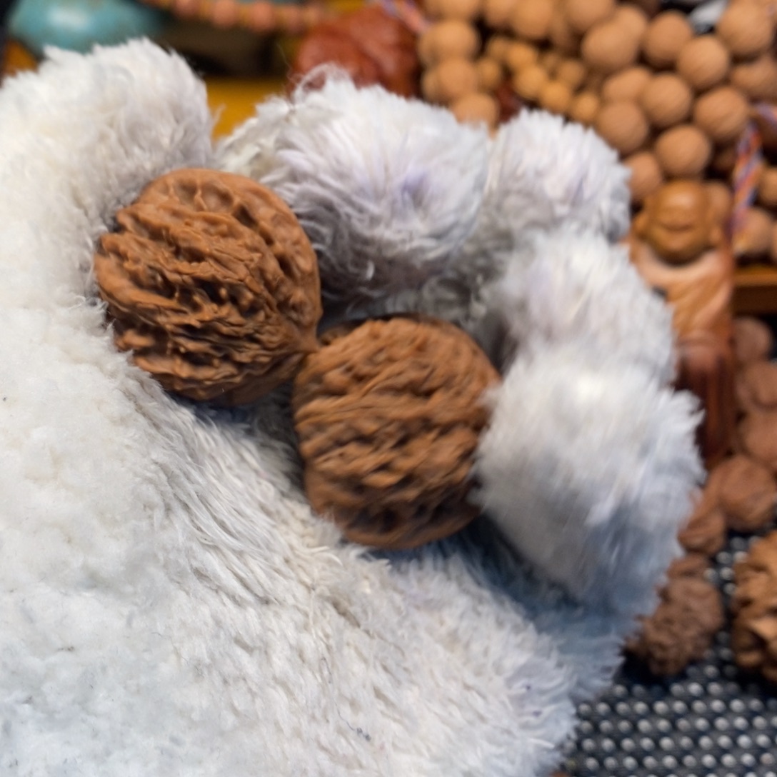 大***明秦岭森林茂密地栖息