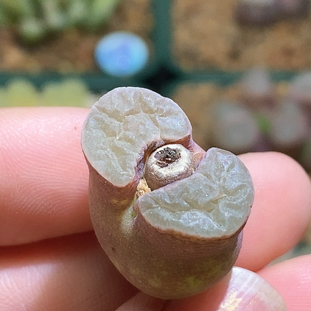 好看好看好看好看的胖瓷铁