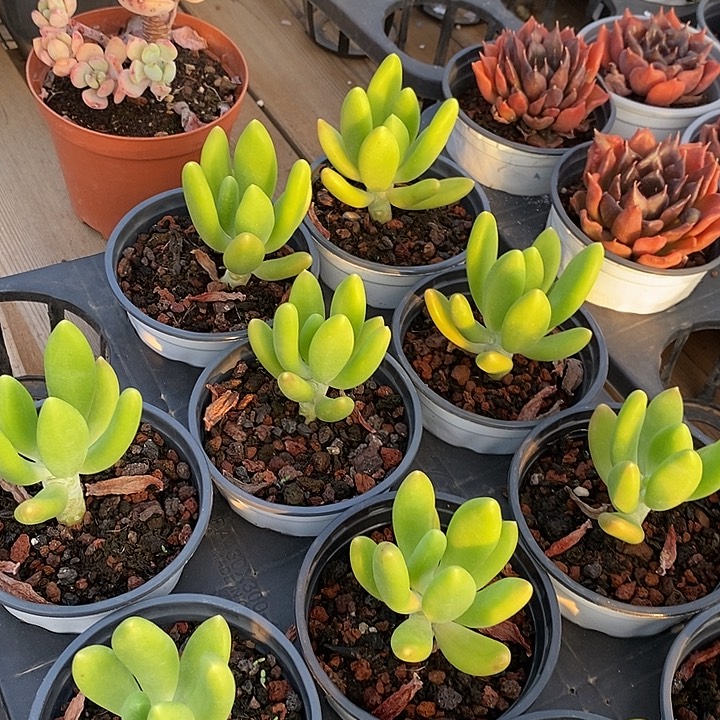 金蝉福利多多去拍吧