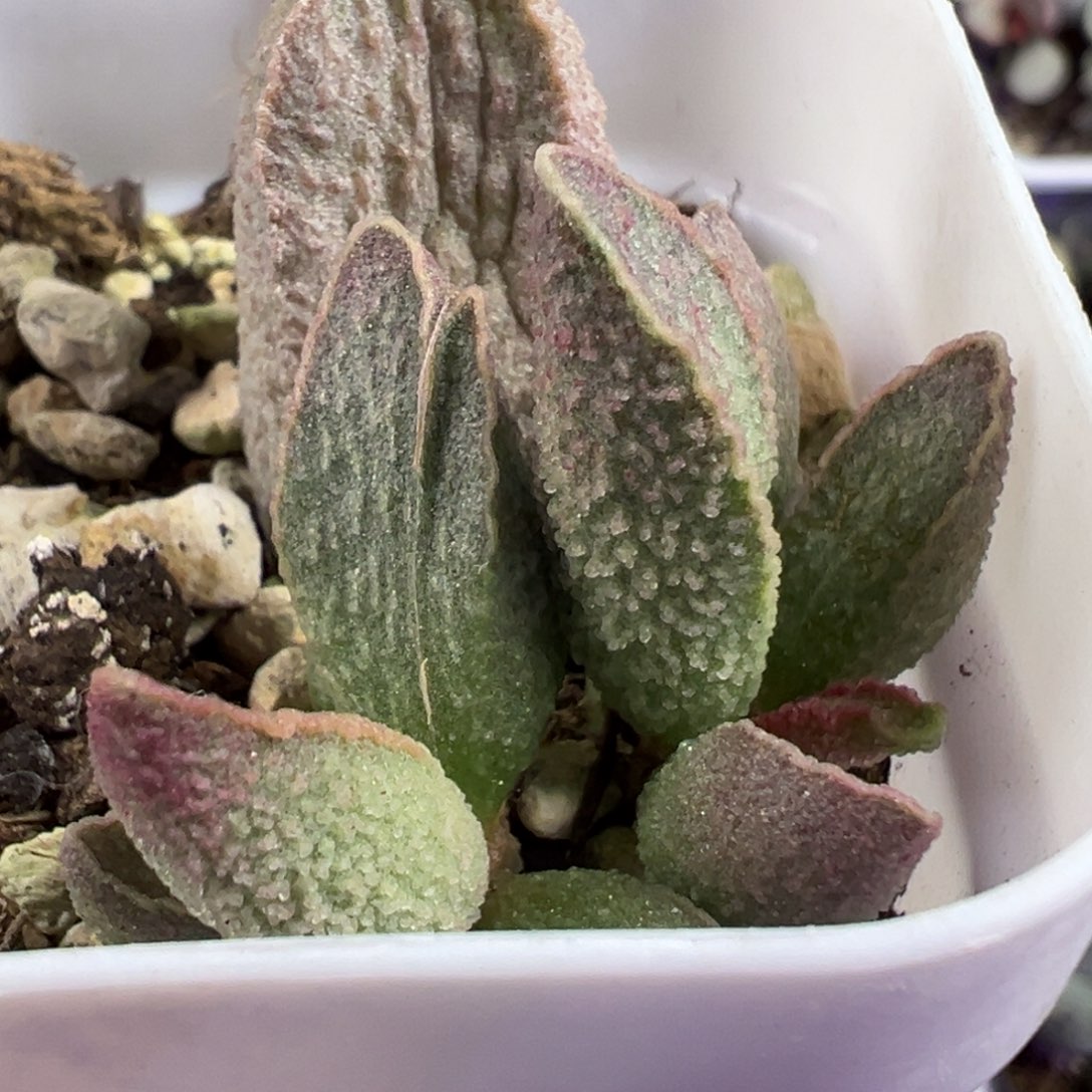 粉红小猪多肉植物母叶有疤特价